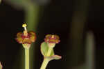 Florida pineland spurge